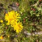 Crepis conyzifolia Flor