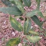 Quercus lanata Leaf