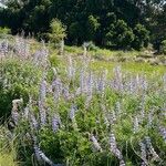 Lupinus nootkatensis Хабит