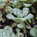 Sedum spathulifolium Folha