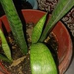 Dracaena hyacinthoides List