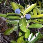 Calophyllum caledonicum موطن