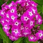 Phlox drummondii Flower