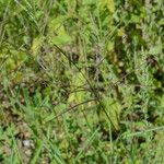 Digitaria ischaemum Flower