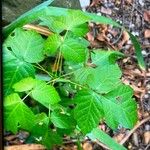 Toxicodendron diversilobum Hoja
