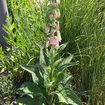 Digitalis purpureaКвітка