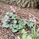 Cyclamen coum Leaf