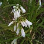 Allium pendulinum Kvet