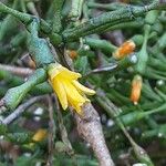 Hatiora salicornioides Flower