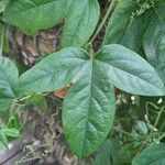 Passiflora suberosa Blad