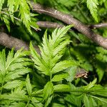 Achillea macrophylla Blad