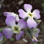 Matthiola tricuspidata 花