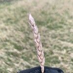 Triticum aestivum Fruit