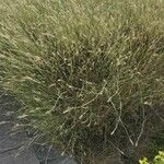 Pennisetum divisum Hábito