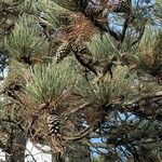 Pinus apulcensis फल