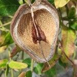 Araujia sericifera Fruit