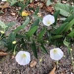 Convolvulus arvensisBlomst