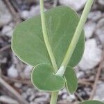 Coronilla scorpioides List