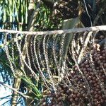 Mauritia flexuosa Fruit