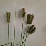 Eleusine tristachya 花