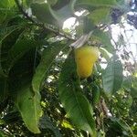 Pouteria campechiana Fruit