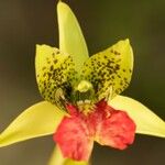 Eulophia pardalina