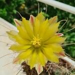 Ferocactus hamatacanthus Квітка