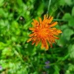 Crepis aureaFlower