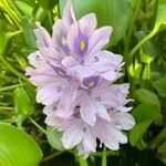 Pontederia crassipes Flower