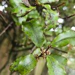 Olearia paniculata Květ