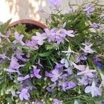 Lobelia erinusFlower