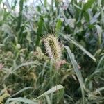 Setaria viridisFlower