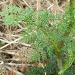 Conium maculatum Leaf