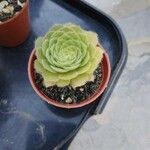 Aeonium tabulaeforme Lapas