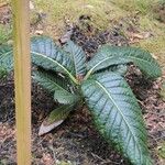 Rhododendron sinogrande Blad