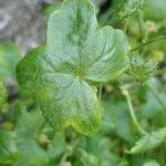 Bowlesia incana Leaf