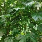 Cnidoscolus aconitifolius Blatt