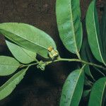 Diospyros cayennensis Folha