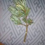 Pinus sylvestrisFolha