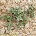 Verbena supina Habitus