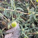Pulicaria arabica Likasa