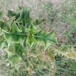 Acanthus ilicifolius Leaf