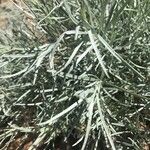 Artemisia filifolia ᱥᱟᱠᱟᱢ