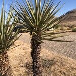 Yucca schidigera Coajă