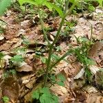 Cardamine heptaphylla പുറംതൊലി