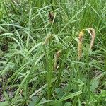 Carex riparia Plante entière