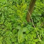 Veratrum lobelianum आदत