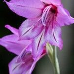 Gladiolus brachyphyllus Flower