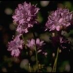 Gilia achilleifolia 花