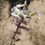 Dithyrea californica Λουλούδι